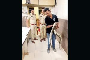 Mumbai: 3 pythons rescued from busy Kalanagar junction