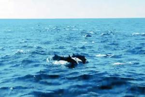 Fishermen awed by rare sight of dolphins off Mumbai coast