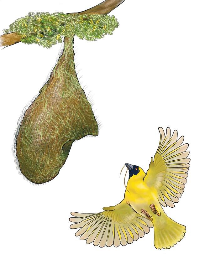 Indian robin