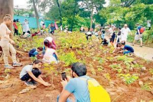Four lakh plants, glowing beaches for greener, brighter Mumbai