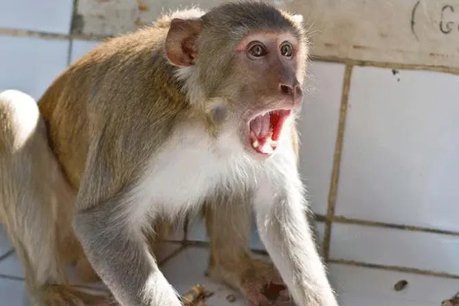 Monkeys on prowl, injure over a dozen people in Odisha's Kendrapara