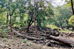 4,00,000 trees: Aarey-sized Green cover to be lost to build Gargai dam