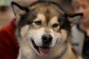 Lost dog gets himself reported missing at police station