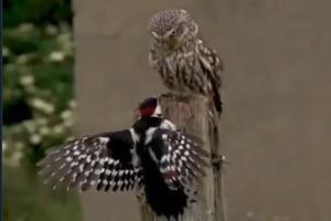 Twitter finds video of owl stopping bird from flying relatable 