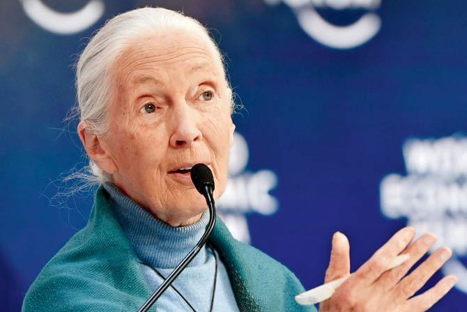 On Masterclass, primatologist Dr Jane Goodall offers a paid class on conservation, outlining three main problems as she sees it—poverty, population growth and waste. PIC/GETTY IMAGES