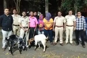 Man steals goat worth Rs 80,000, sells it for Rs 4,000 in Vasai