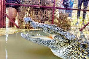 6-foot crocodile trapped in Mulund after 2-month-long rescue operation