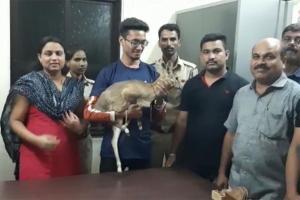 Mumbai Crime:  One-year-old deer rescued from Virar bungalow