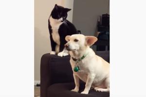 Video of cat thinking before hitting dog leaves internet in splits