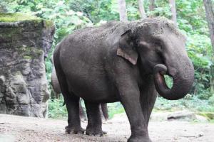 Biker almost gets hit by elephant crossing blocked road 
