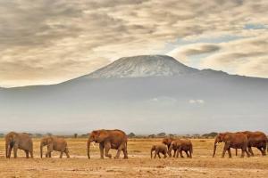 Botswana to auction elephant hunting licences