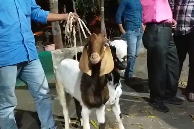 Goats stolen