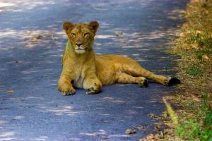 Shocking! Five-year-old boy playing with cubs, mauled, eaten by lioness
