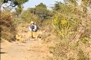 Lioness and cubs in Gir sanctuary make way for biker to pass