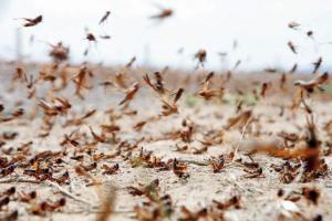 Pakistan declares national emergency over crop-eating locusts
