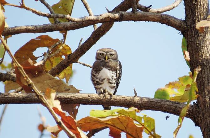 The critically endangered Forest Owlet has been spotted in Tansa Wildlife Sanctuary