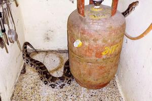 Mumbai: Two pythons rescued in Borivli East