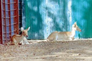 Mumbai: Female swamp deer found dead after a year in Byculla zoo