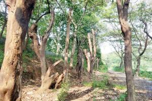 Mumbai: BMC to clear 600 trees for south phase