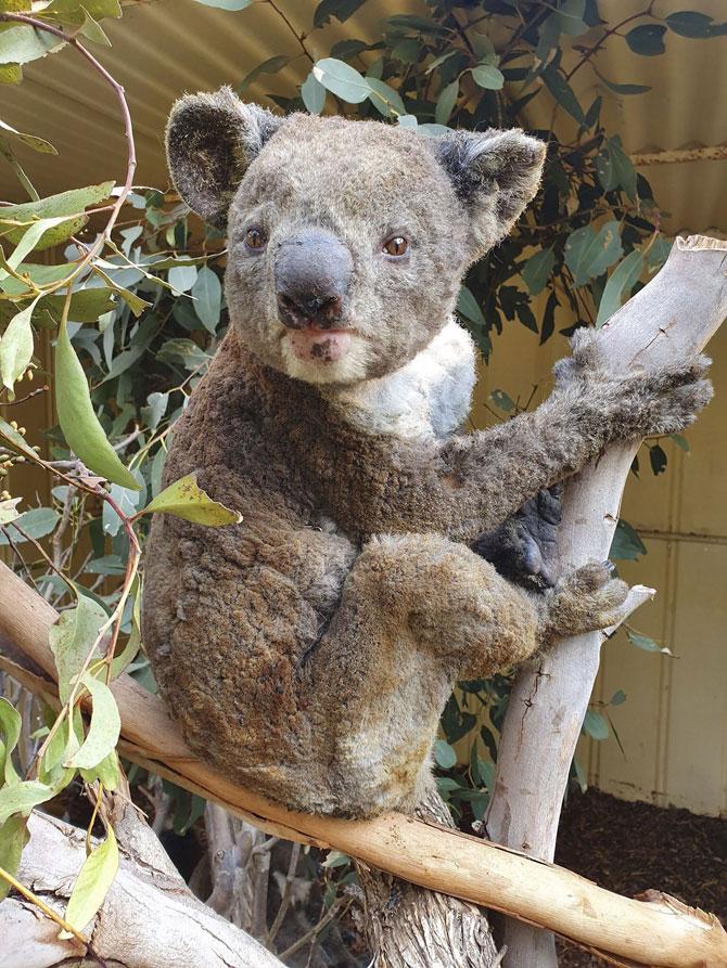 At least half of Australia's only disease-free koala population, a key 