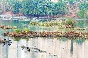 Now, green patch in Navi Mumbai may be destroyed. Here's why