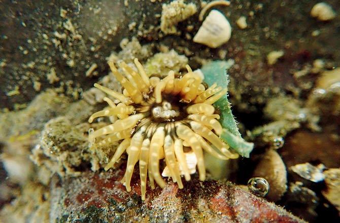 Anthopleura anjunae (sea anemone)