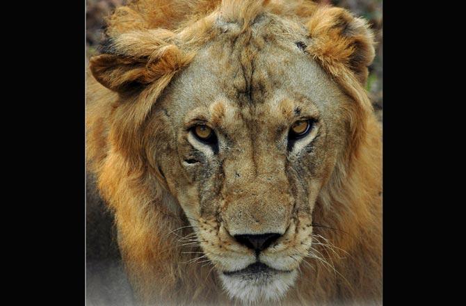 Lions will make an entry to Byculla zoo