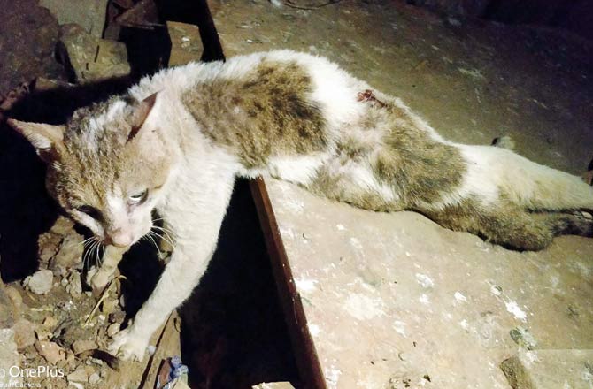 The cat was badly injured after the woman fell on it