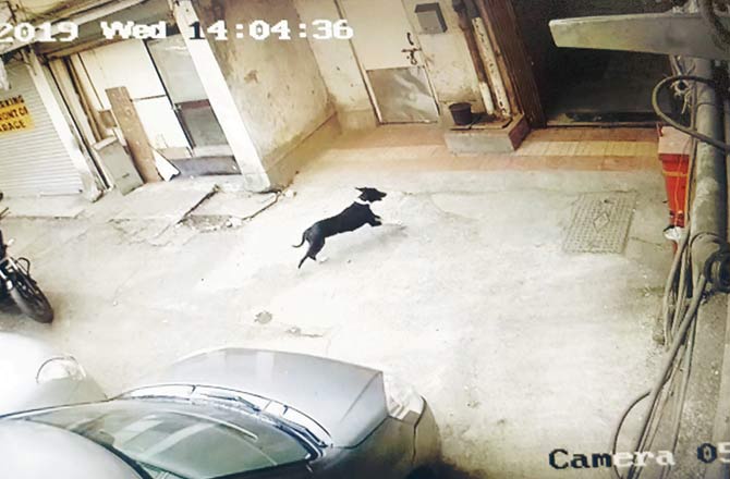 Mojo runs towards the building as seen in the CCTV footage