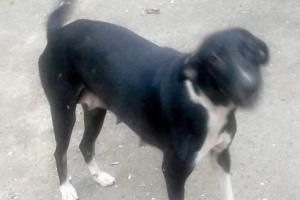 Andheri woman says some men tied up stray dog and took her away