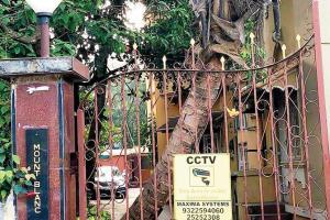 Why has the BMC spared this dangerous tree in Bandra?