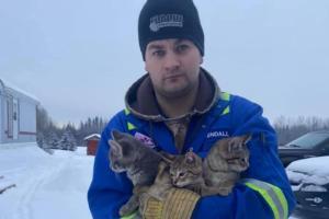 Watch video: Man uses coffee to rescue frozen kittens on ground