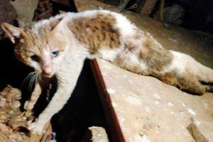 Mumbai: Cat seriously injured in woman's suicide dies