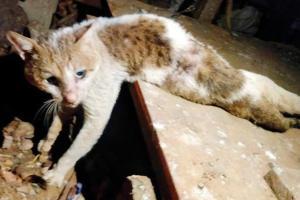Cat hurt in woman's suicide at Andheri dies