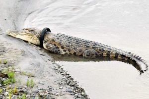 Indonesia offers reward to remove bike tyre off giant croc's neck