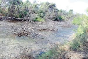 Water released from JNPT destroying 5,000 mangroves, say NGOs