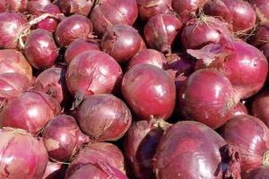 7,000 tonnes of onions rotting at Jawaharlal Nehru Port Trust