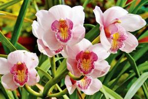 Keeping your orchid alive (all you need to know)
