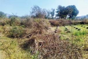 Save Aarey: Morning walker shocked to see 20 trees cut down