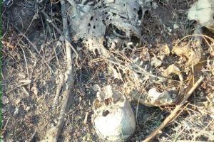 Mumbai: Skeleton found in bushes near Wadala station