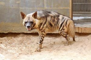 Striped Hyenas arrive at Byculla zoo, to soon open for public display