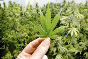 Mumbai Crime: 15 metric tonnes of ganja seized in 18 months