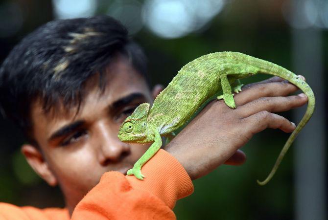 In photo: A youngster plays with his Chameleon at Powai.