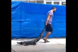 Bizarre! Viral video shows man dragging alligator out of school