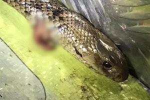 27-year-old man attacked by deadly snake while driving in Australia