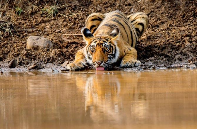 A Royal Bengal tiger rests beside the waterfal