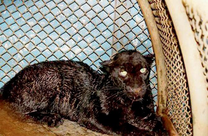 The black panther which was rescued from a well in Ratnagiri