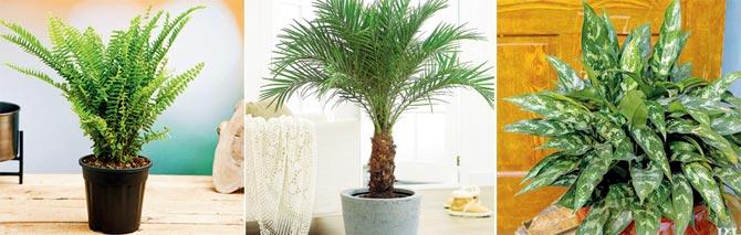 Boston fern, dwarf date palm and Chinese evergreen are among CR