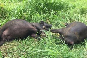 Mumbai: Four pregnant buffaloes electrocuted in Vasai