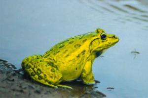 Frogs change colour like chameleon to attract females during monsoon